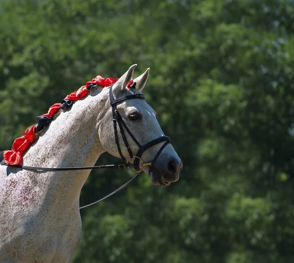 Lindo Caballo Naturaleza Salvaje — Foto de Stock