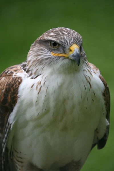 Vue Panoramique Sur Majestueux Prédateur Buzzard — Photo