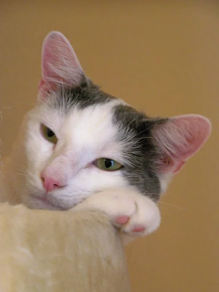 Retrato Gato Bonito — Fotografia de Stock