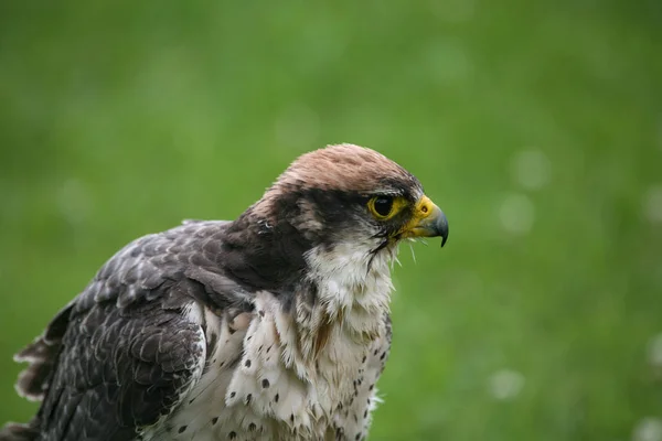 Vista Panoramica Bellissimo Falco Natura — Foto Stock