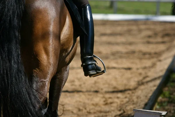 Bonito Cavalo Selvagem Natureza — Fotografia de Stock