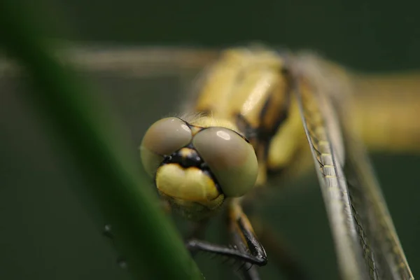 Closeup Tilikan Makro Dari Serangga Capung — Stok Foto