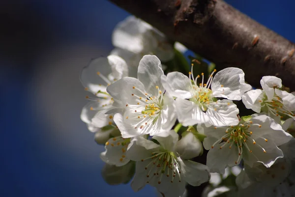 Sakura Körsbärsblomma Blommor — Stockfoto