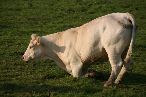 Jersey Cattle Farming Animals — Stock Photo, Image
