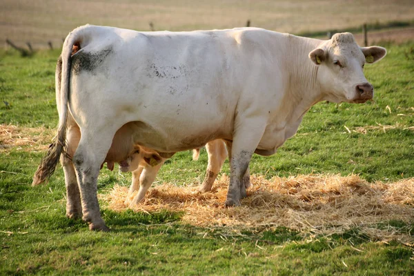 Young Animals Selective Focus — Stock Photo, Image