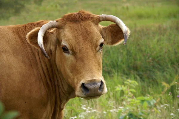 Vacas Paisagem Natural Foco Seletivo — Fotografia de Stock