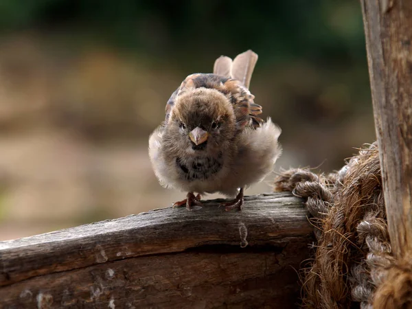 위엄있는 참새가 먹이를 — 스톡 사진