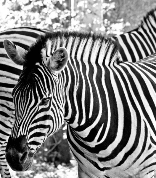 Afrika Siyah Beyaz Zebra Hayvanı — Stok fotoğraf