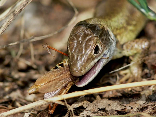 수족관에 두꺼비 — 스톡 사진