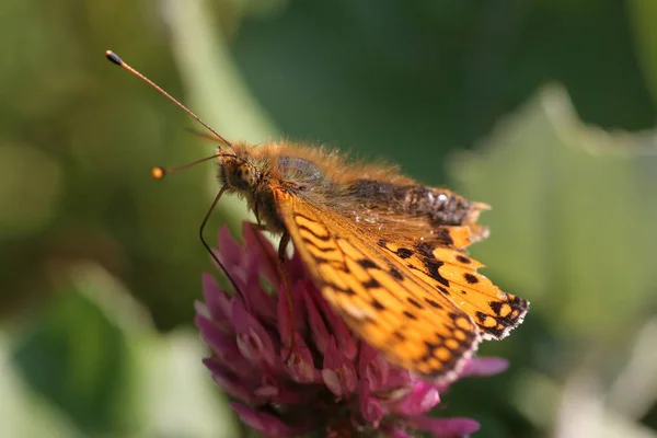 Geweldige Macro Helaas Gegeten — Stockfoto