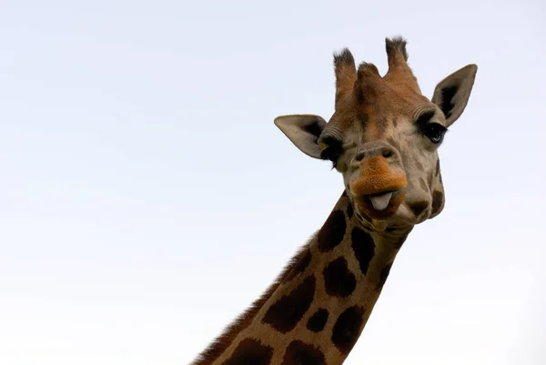 Giraffe Tier Foto Der Natur Tierwelt — Stockfoto