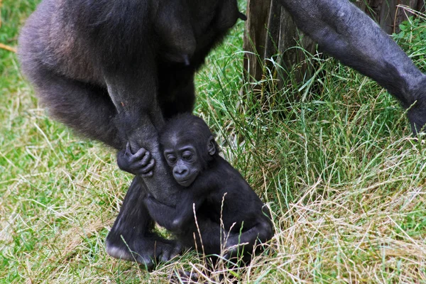 Primates Mono Animales Vida Silvestre — Foto de Stock