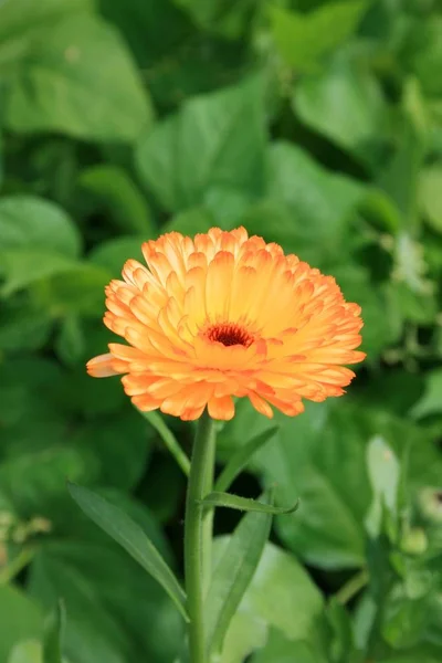 Petali Fiori Calendula Fioritura Della Flora — Foto Stock