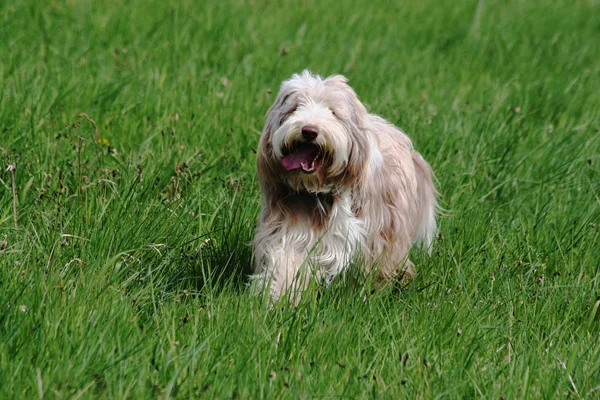 Hund Ras Vit Terrier Grönt Gräs — Stockfoto