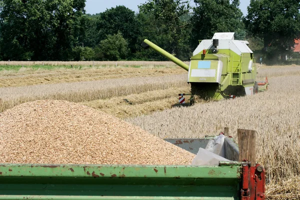 View Corn Harvest — Stock Photo, Image