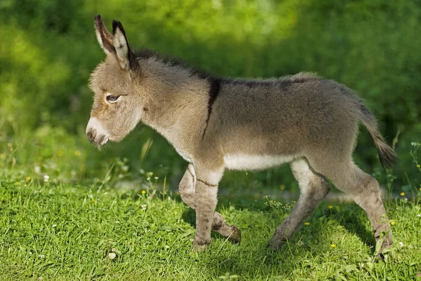Donkey —  Fotos de Stock