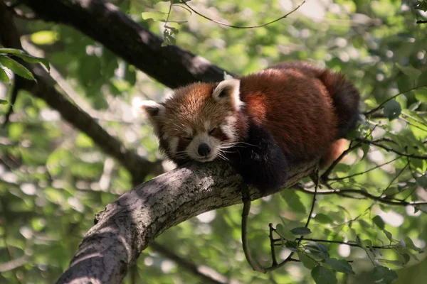 Piccolo Orso Panda Rosso — Foto Stock