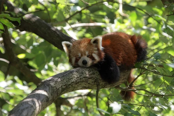 Küçük Kırmızı Panda — Stok fotoğraf