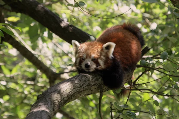 Pequeño Oso Panda Roja — Foto de Stock