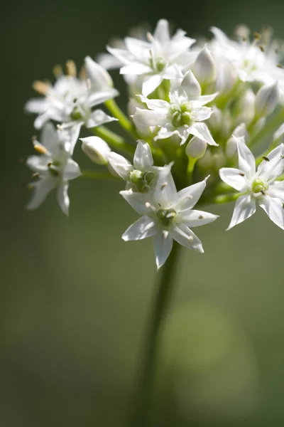 Vita Blommor Ett Körsbärsträd — Stockfoto