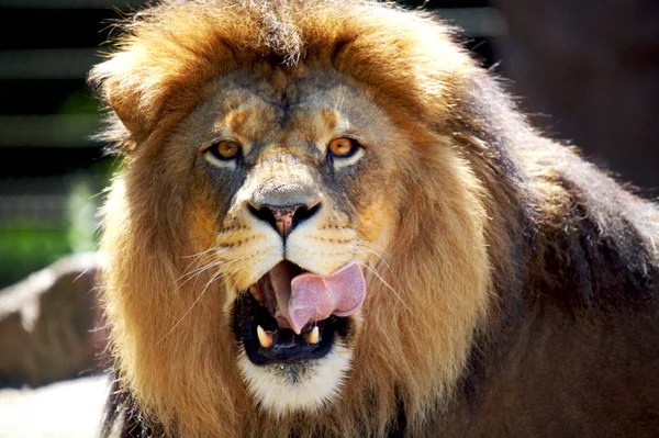 Africano Leão Selvagem Grande Gato Animal — Fotografia de Stock