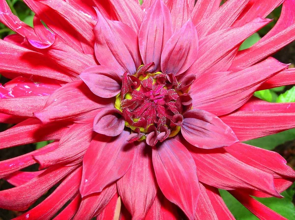 Nahaufnahme Der Schönen Blühenden Dahlie — Stockfoto