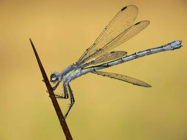 Gisterochtend Het Weitje Zoals Altijd Had Weer Natte Voeten — Stockfoto