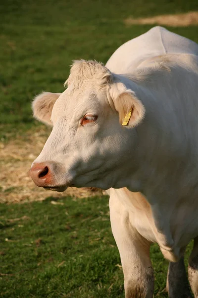 Cows Natural Landscape Selective Focus — Stock Photo, Image