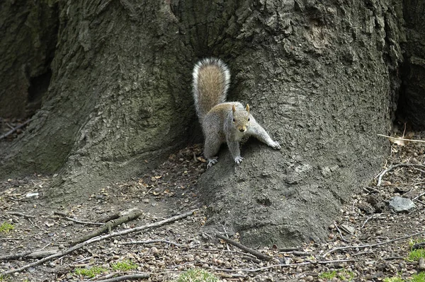 Flóra Fauna Veverka Hlodavec Nadýchaná Veverka — Stock fotografie