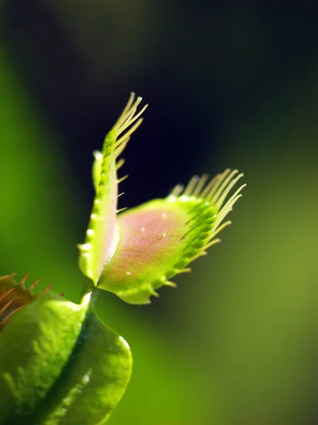 Zöld Vénusz Légycsapda Növény — Stock Fotó
