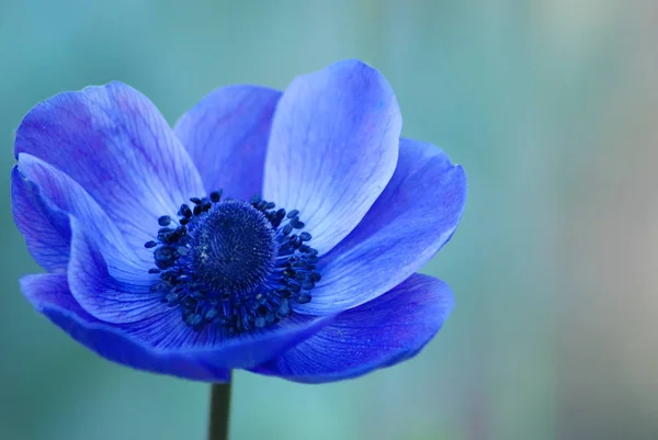 Schöne Botanische Aufnahme Natürliche Mauer — Stockfoto