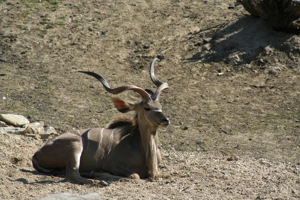 Kudu Antilope Tiere Tierwelt Naturfauna — Stockfoto