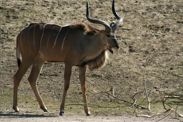 Kudu Antelope Zwierzęta Dzika Przyroda Przyroda — Zdjęcie stockowe