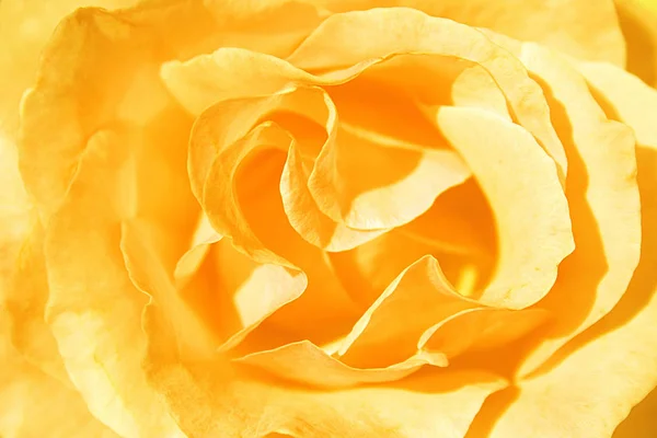 Лепестки Цветов Роз Флора — стоковое фото