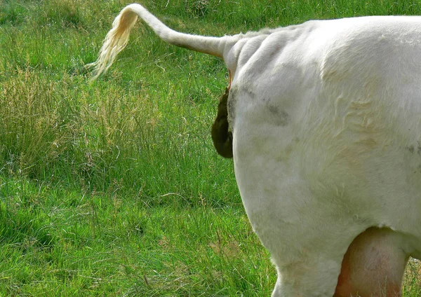 Cows Natural Landscape Selective Focus — Stock Photo, Image