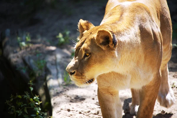 Depredador Animal León Vida Silvestre — Foto de Stock