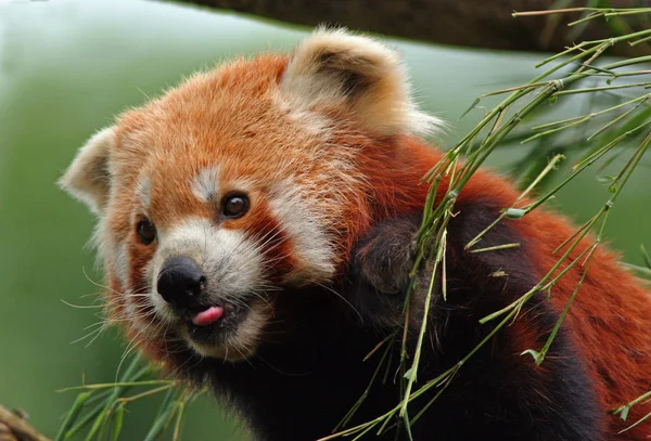 Red Panda Ailurus Fulgens — Stock Photo, Image