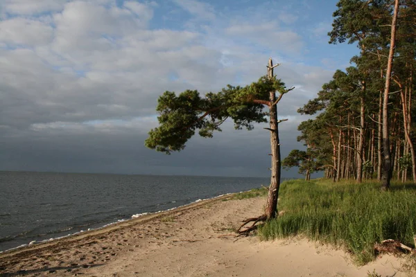 Meer Strand Mit Kiefern — Stockfoto