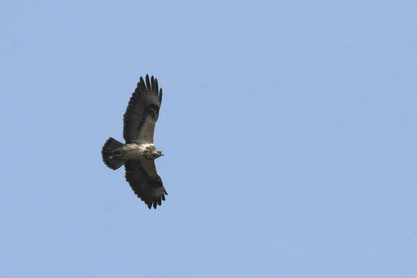 Vue Panoramique Sur Majestueux Prédateur Buzzard — Photo