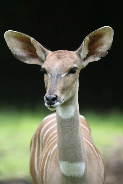 Kudu Antelope Zvířata Volně Žijící Živočichové Příroda Fauny — Stock fotografie