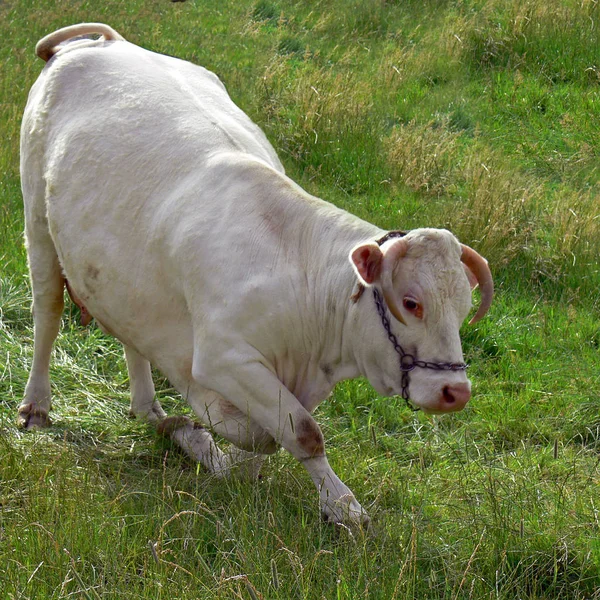 Vaches Dans Paysage Naturel Orientation Sélective — Photo