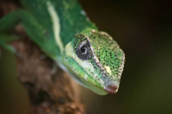 도마뱀 이구아나 파충류 — 스톡 사진
