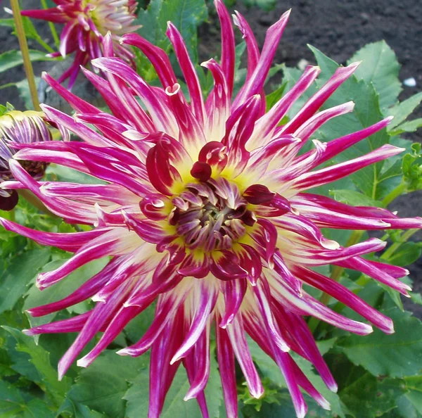 Vue Rapprochée Belle Floraison Dahlia — Photo