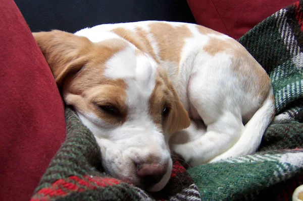 Retrato Lindo Adorable Perro Beagle — Foto de Stock