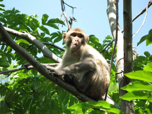 Macaco Animal Mamífero Primata — Fotografia de Stock