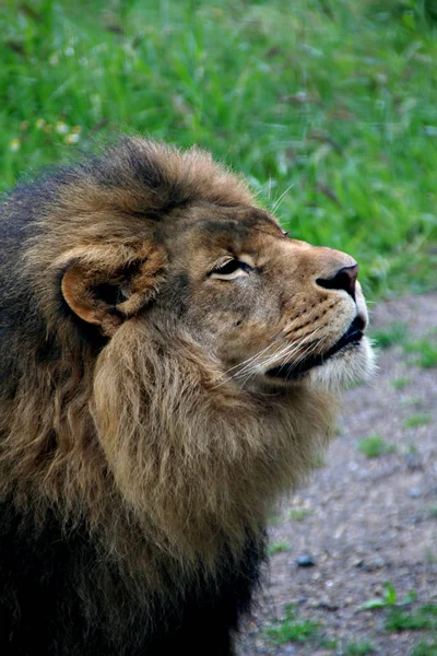 Verschiedene Tiere Selektiver Fokus — Stockfoto