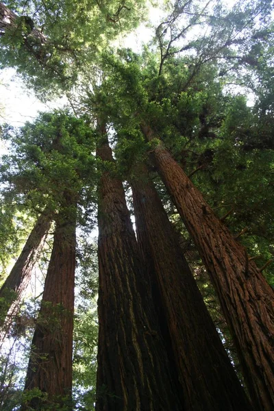 Reed Ormanı Seqoias California — Stok fotoğraf