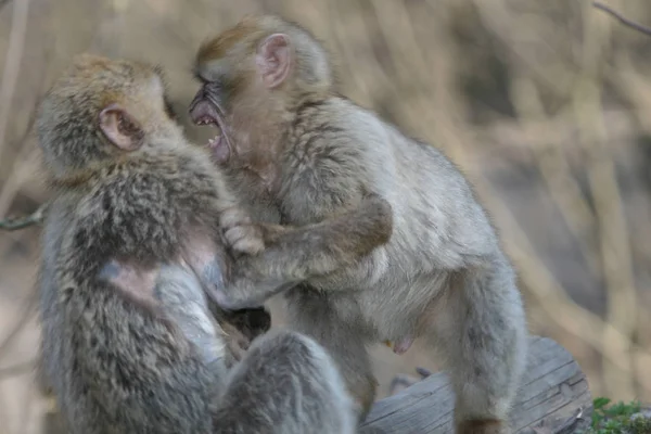 Detailní Záběr Zvířat Zoologické Zahradě — Stock fotografie