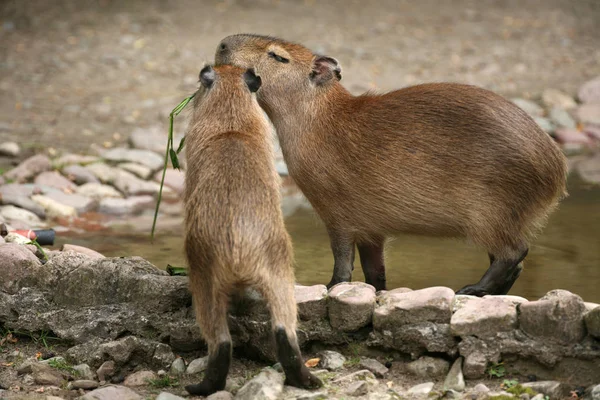 Jonge Dieren Selectieve Focus — Stockfoto