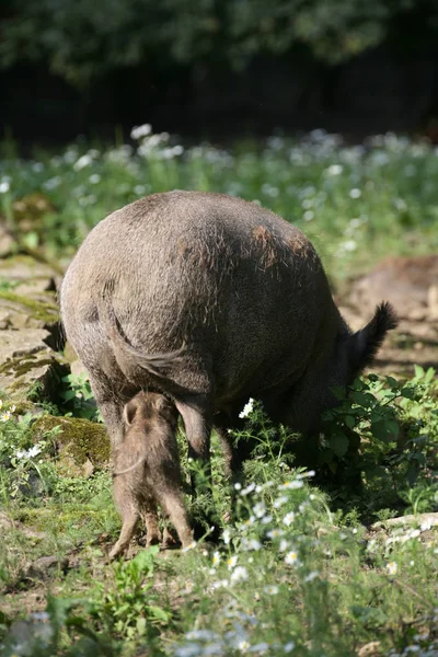 Jungtiere Selektiver Fokus — Stockfoto